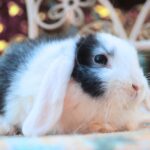Kaviár, FOGLALT kosorrú lógófülű törpenyúl baba Kingának
