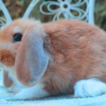 Szimat, FOGLALT kosorrú lógófülű törpenyúl baba Zsoltnak