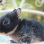 Kubu, FOGLALT színes törpenyúl baba Noéminek