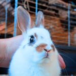 Dolce Vita, SZABAD, FOGLALHATÓ színes törpenyúl baba