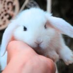 Hógolyó, SZABAD, FOGLALHATÓ kosorrú lógófülű törpenyúl baba
