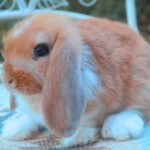 Szimat, FOGLALT kosorrú lógófülű törpenyúl baba Zsoltnak