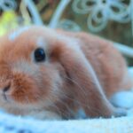 Szimat, FOGLALT kosorrú lógófülű törpenyúl baba Zsoltnak