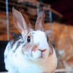 Lőrinc, SZABAD, FOGLALHATÓ rex törpenyúl baba