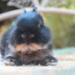 Kubu, FOGLALT színes törpenyúl baba Noéminek