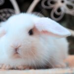 Hógolyó, SZABAD, FOGLALHATÓ kosorrú lógófülű törpenyúl baba