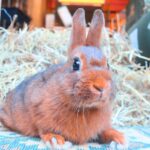 Rozmaring, SZABAD, FOGLALHATÓ színes törpenyúl baba
