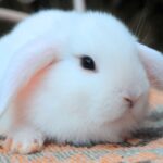 Hógolyó, SZABAD, FOGLALHATÓ kosorrú lógófülű törpenyúl baba
