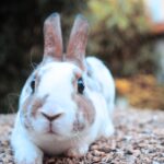 Lőrinc, SZABAD, FOGLALHATÓ rex törpenyúl baba