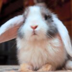 Kitti, SZABAD, FOGLALHATÓ kosorrú lógófülű törpenyúl baba