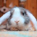 Kitti, SZABAD, FOGLALHATÓ kosorrú lógófülű törpenyúl baba