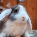 Kitti, SZABAD, FOGLALHATÓ kosorrú lógófülű törpenyúl baba