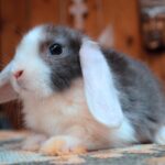 Kitti, SZABAD, FOGLALHATÓ kosorrú lógófülű törpenyúl baba