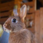 Tulipán, FOGLALT színes törpenyúl baba Anitának