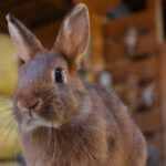 Tulipán, FOGLALT színes törpenyúl baba Anitának