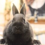 Klári, SZABAD, FOGLALHATÓ színes törpenyúl baba