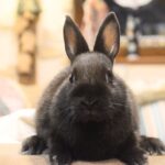Klári, SZABAD, FOGLALHATÓ színes törpenyúl baba