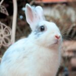 Kókusz, SZABAD, FOGLALHATÓ színes törpenyúl baba