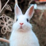 Mátka, SZABAD, FOGLALHATÓ színes törpenyúl baba